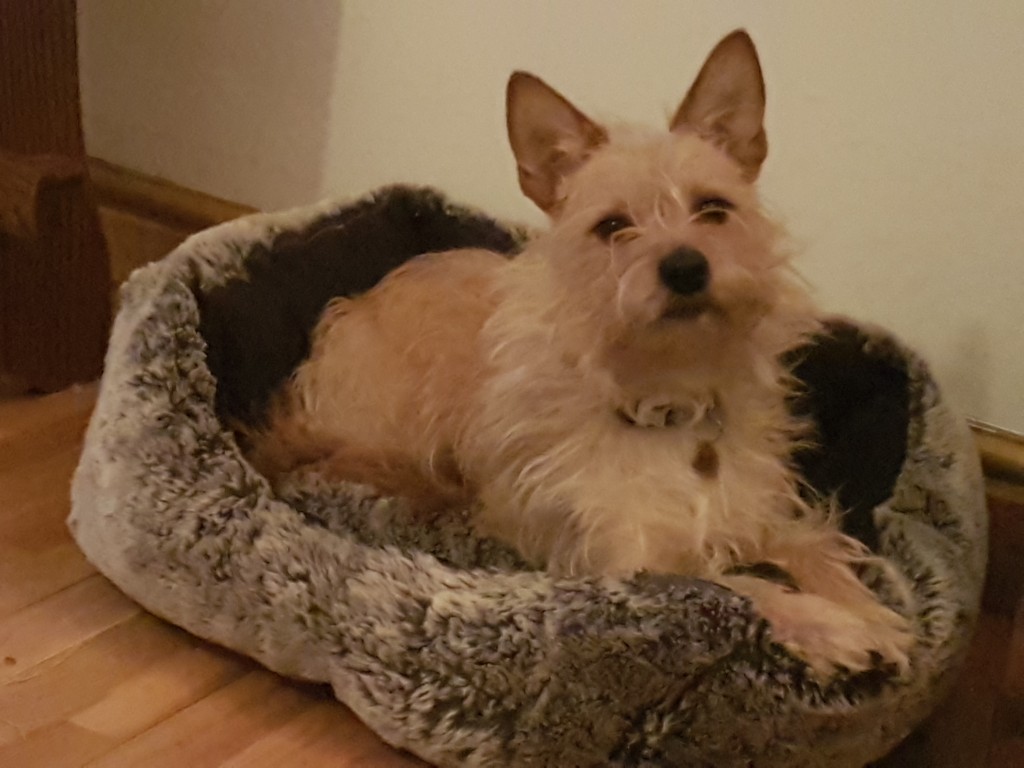 a small white terrier dog laying in her bed with her paws coming over the edge. 