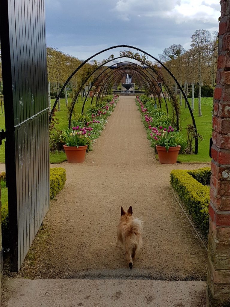 a small terrier type dog running into a walled garden towards a walkway of arches and flowers