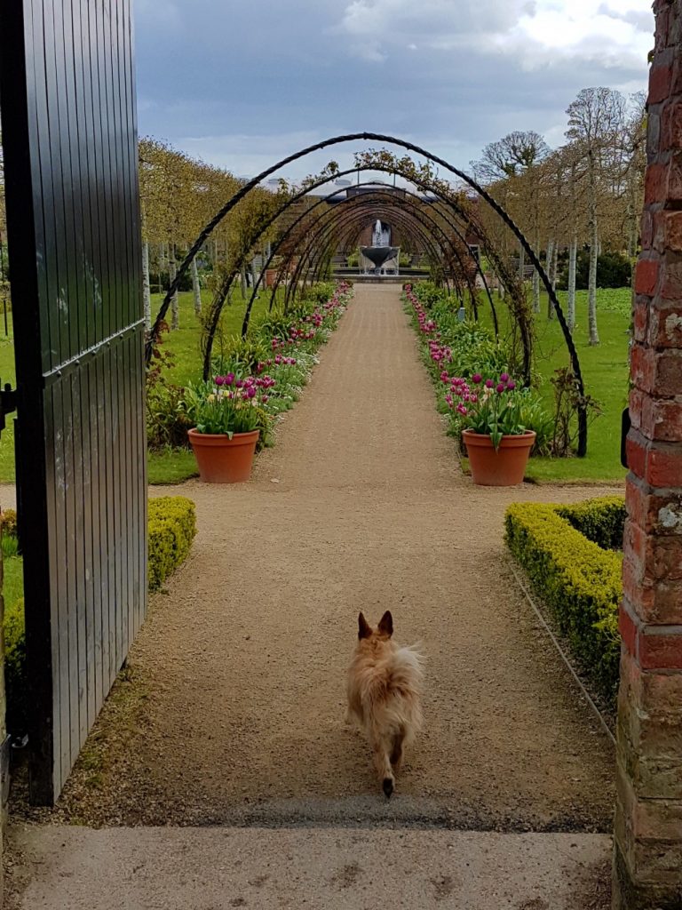 a small terrier type dog running into a walled garden towards a walkway of arches and flowers