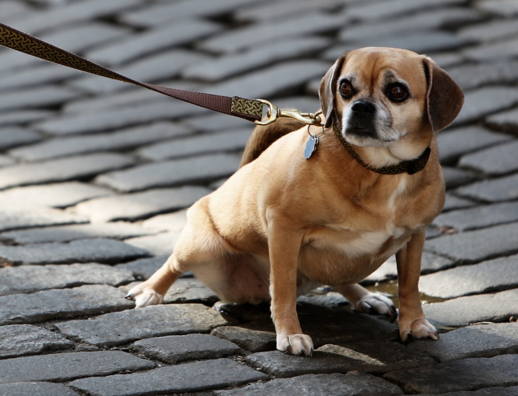 a small brown mixed breed dog is leaning away from his owner on a cobbled road. the lead is straining as he pulls away