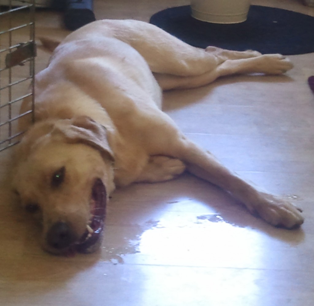 an anxious labrador is laying on his side, his lips are pulled back as he pants. he is lying on a wooden floor beside an open crate