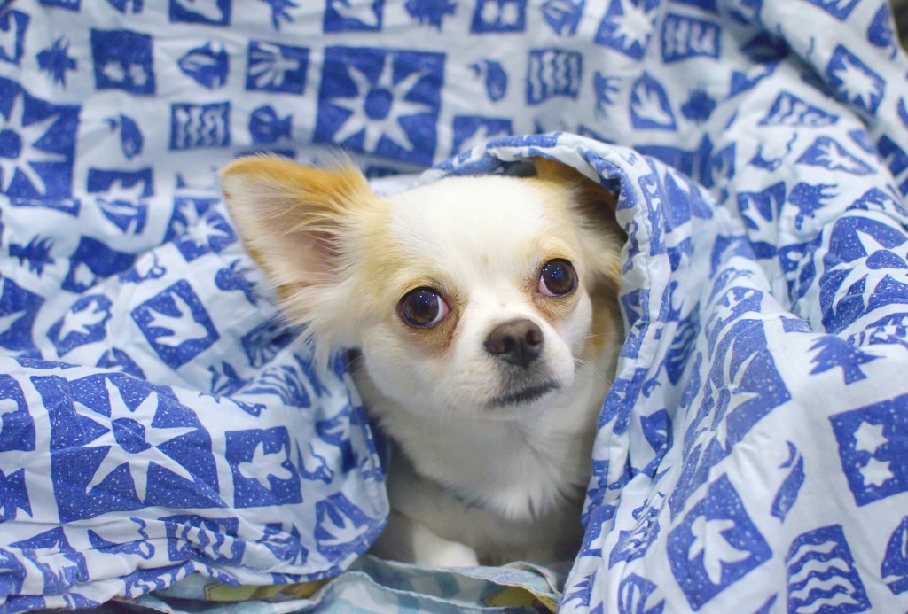 a small white chihuahua pokes her head out from inside a white blanket patterned with blue squares and white stars and symbols