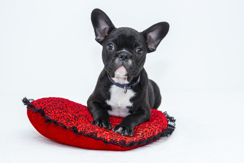 A french bulldog taking comfort on his red cushion.