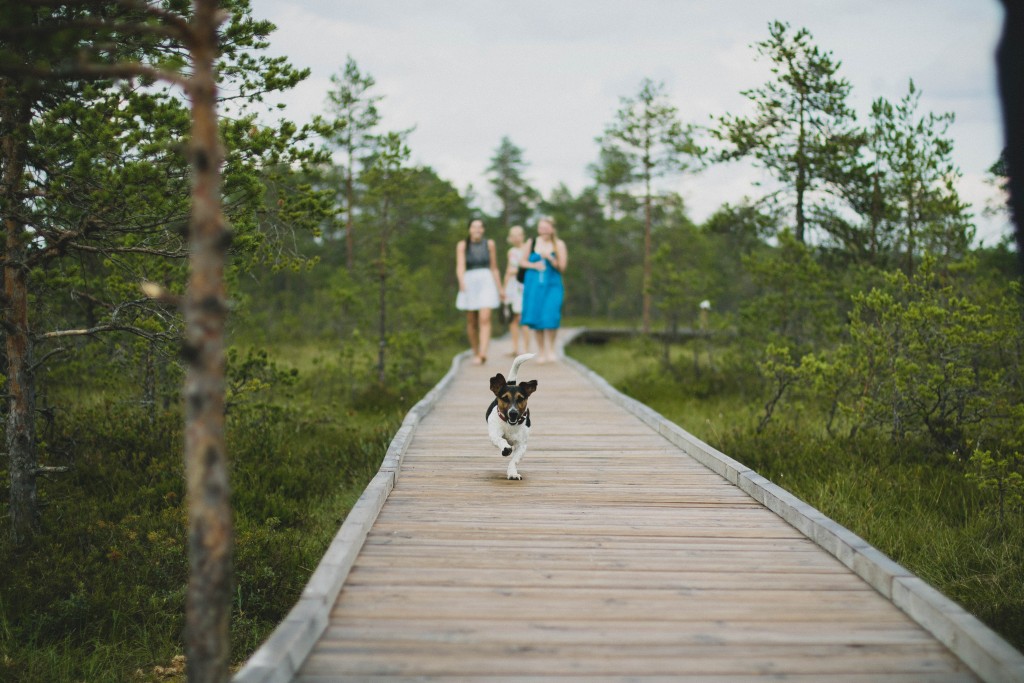 a small jack russell is running towards the camera along a wooden slatted path. The path is in a woodland area and three people are in the background following the dog