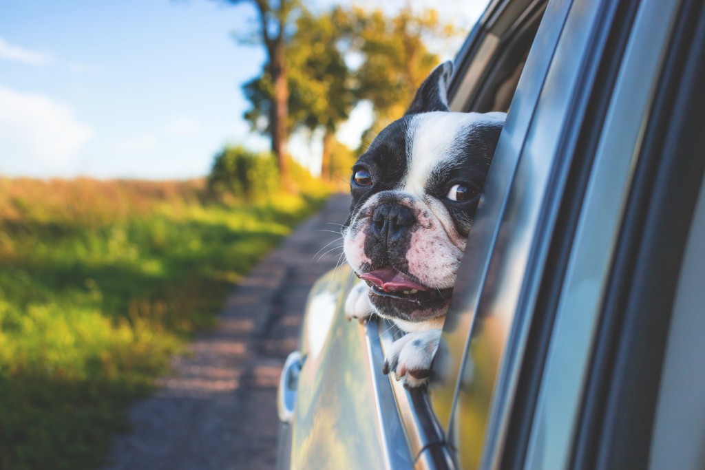 a black and white bulldog type dog is poking her head out of a car window as the car passes fields