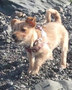 a small terrier puppy is on the rocky beach