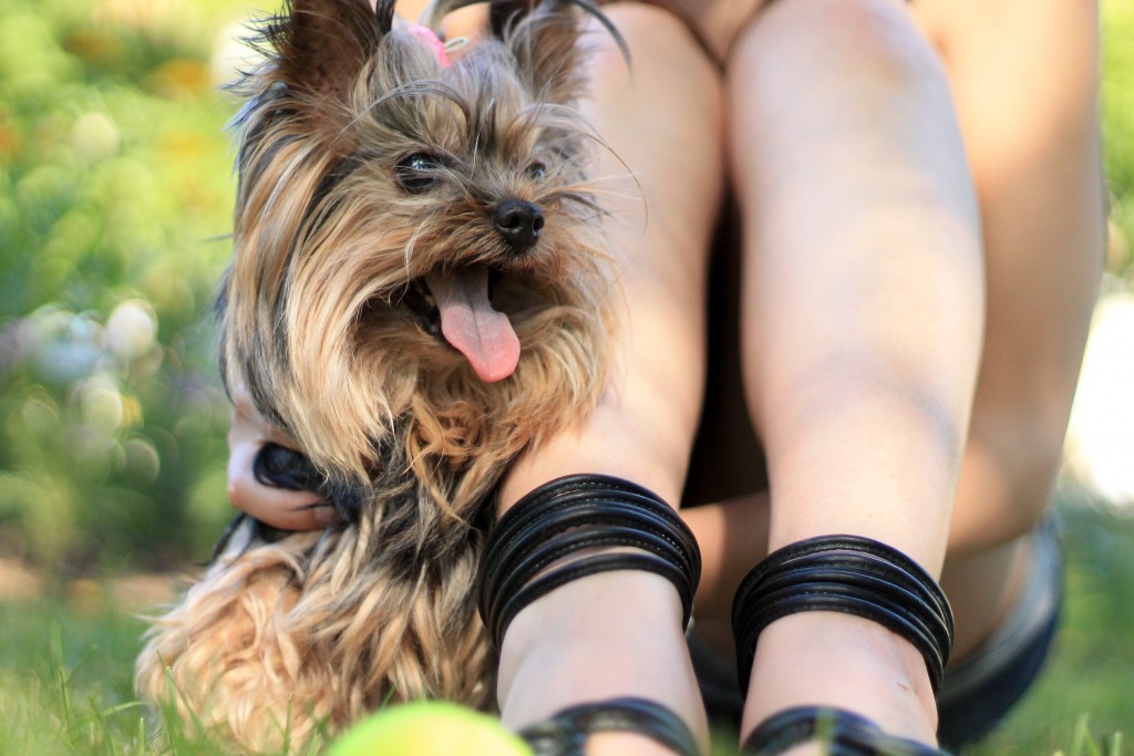 Yorkshire Terrier dog hiding behind his mums legs