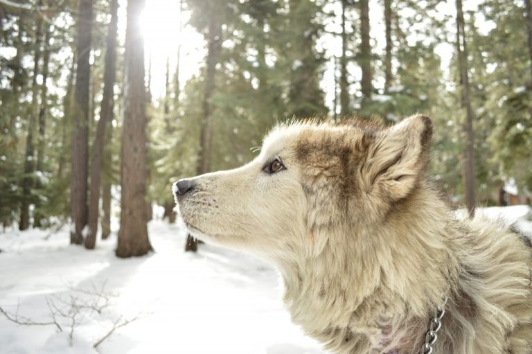 a white husky type dog on a snowy forest background. the dog is preparing to howl