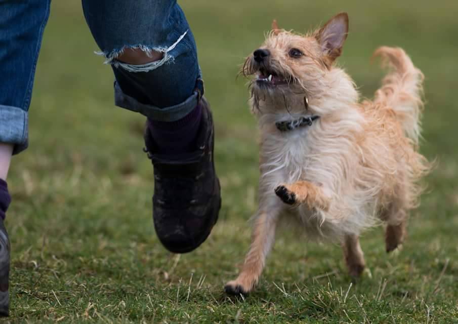 dog in behaviour training in dundee, a small terrier type dog running off lead beside her owners feet