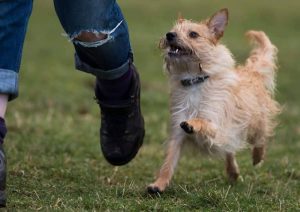 dog in behaviour training in dundee, a small terrier type dog running off lead beside her owners feet