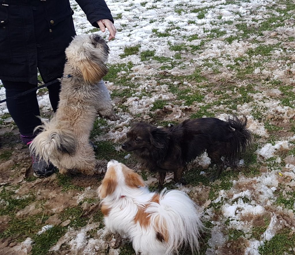 Steve and Jenny making new friends on my pack walk at camperdown