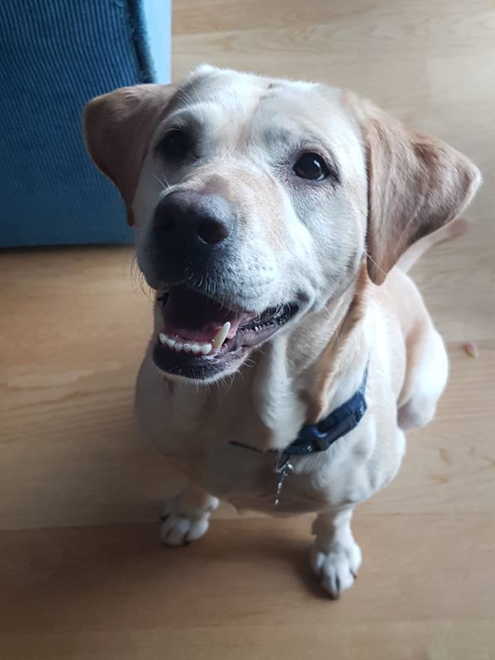 a happy looking yellow labrador sits siling at the camera