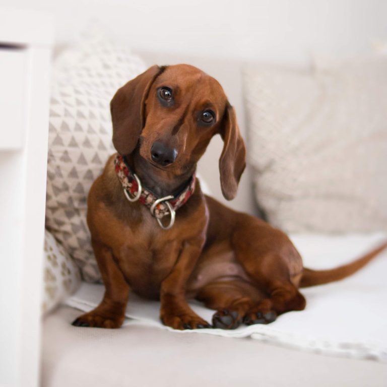 a small brown daschund sitting on a white sofa with his head cocked to the side
