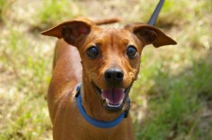 small brown dog with big pointy ears looking very happy