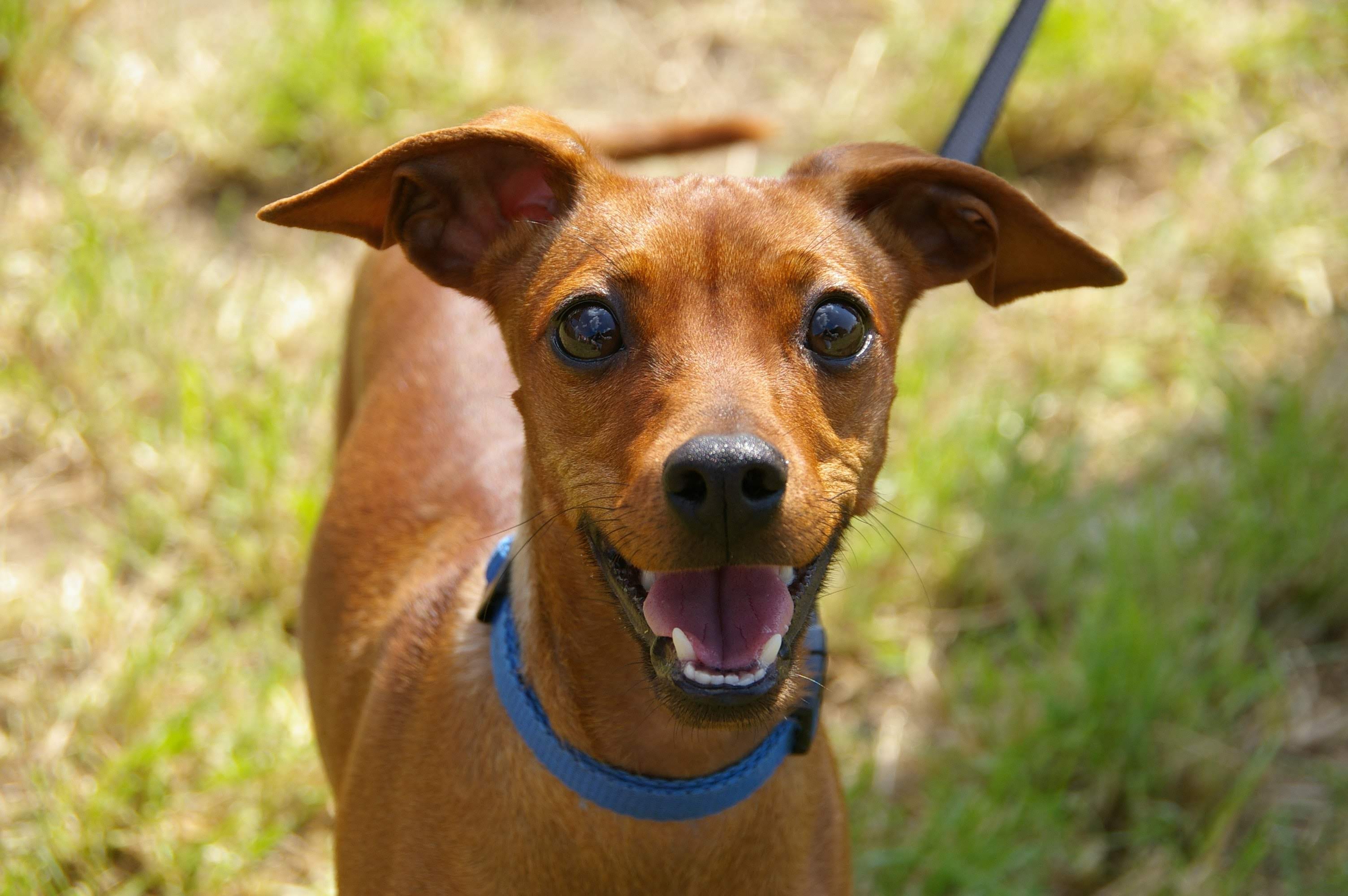 small brown dog with big pointy ears looking very happy 