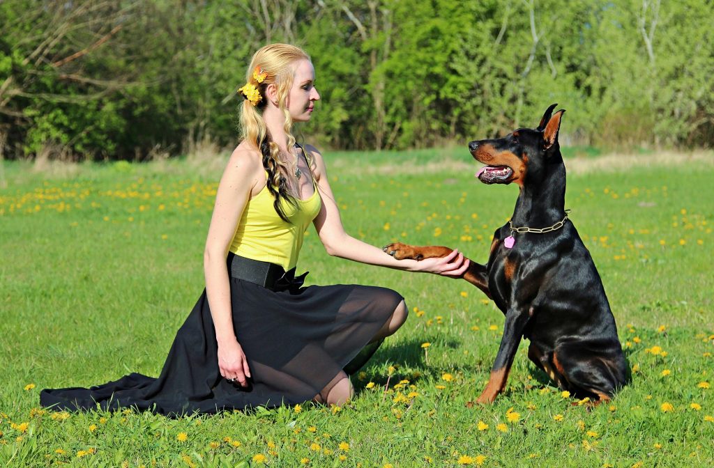 A lady in yellow holding paws with a sitting doberman dog.