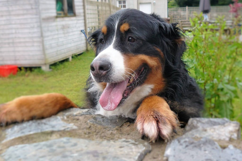 a bernese mountain dog peeks over a stone wall