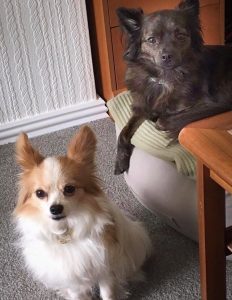 two small dogs, a white dog on the floor beside a sofa. the black dog on the arm of the sofa.