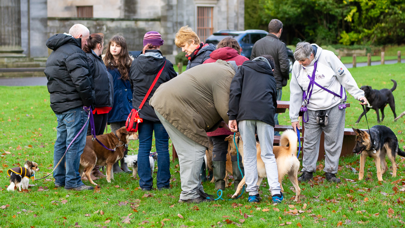 the end of a pack walk in dundee. a large group of people and their dogs standing together meeting each other at camperdown park.