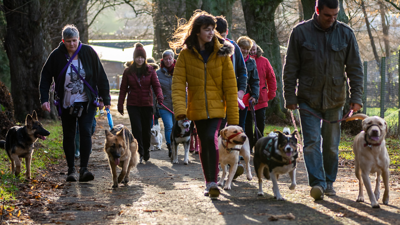 setting off for a pack walk in dundee. a large group of dogs and dog walkers setting off in camperdown for a pack walk