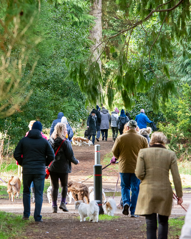 setting off for a pack walk in dundee. a large group of dogs and dog walkers setting off in camperdown for a pack walkk walk