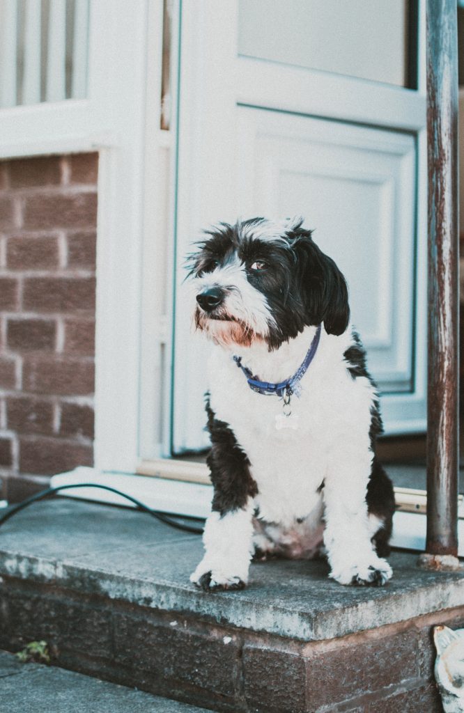 Anxious dog waiting by the front door