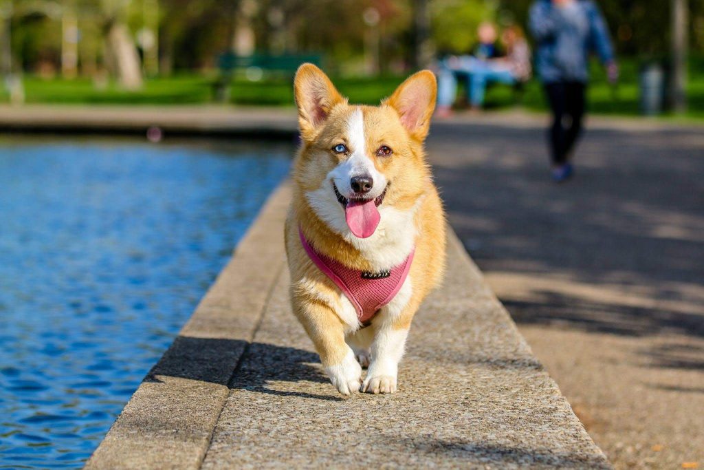 corgi dog running free beside water