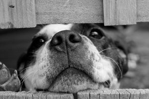 a black and white picture of a dog trying to squeeze his face through a gap in the fence
