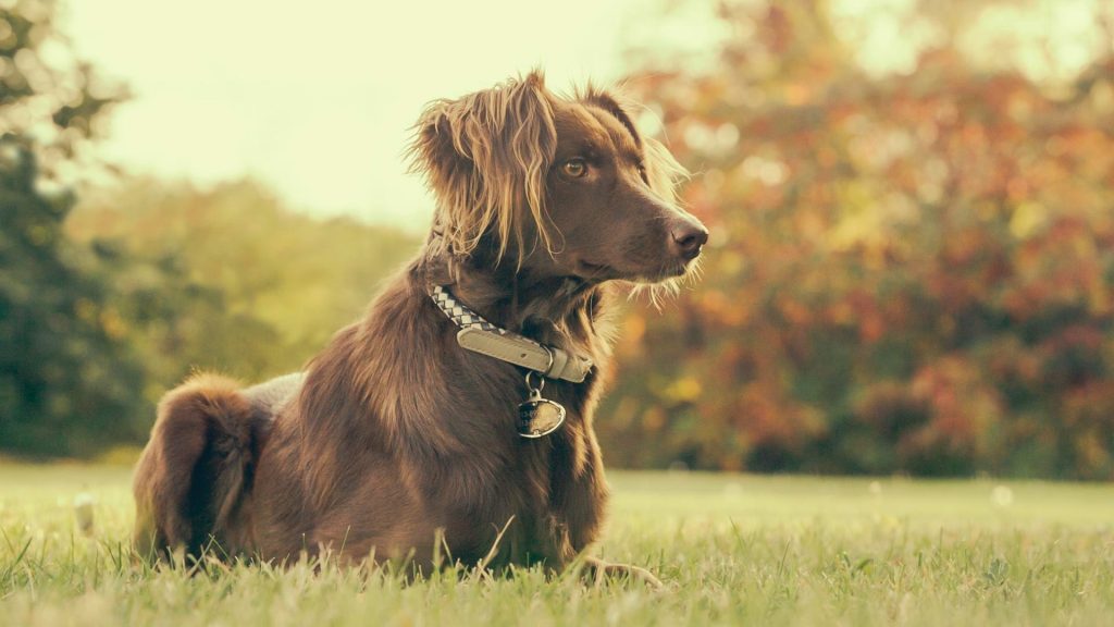 Brown spaniel type dog staring intently at something in the distance (not pictured)