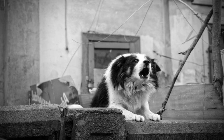 black and white collie dog standing against a wall barking. photo is black and white