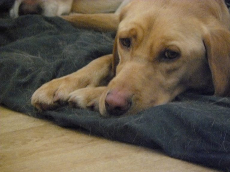 rescue dog in training. Labrador with wrinkled face looking anxious on his bed