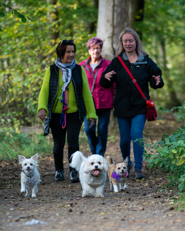 dog behaviour training dundee. two women on a dog walk with three small dogs running ahead