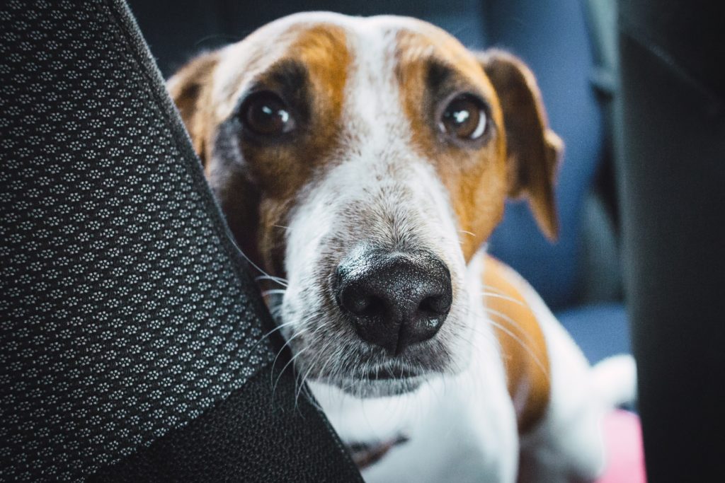 an anxious looking jack Russel peeks out from a car