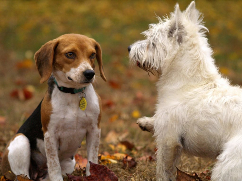 two dogs meeting in a park. Autumn leaves cover the ground. The dogs, a small beagle type and a white westie are face to face. The westie is offering his paw to the beagle who looks quite anxious
