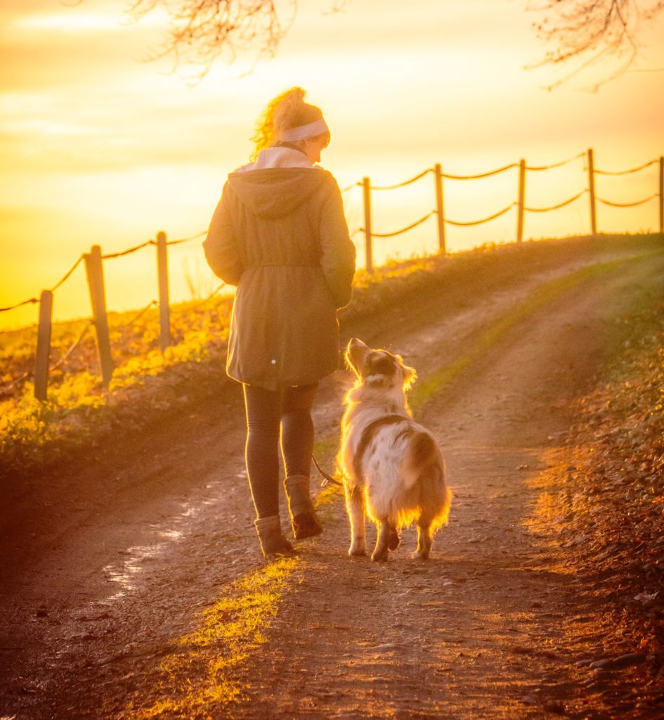 its twilight as a woman and her collie dog walk away from the camera down a farm track. The dog is watching her hands very carefully.
