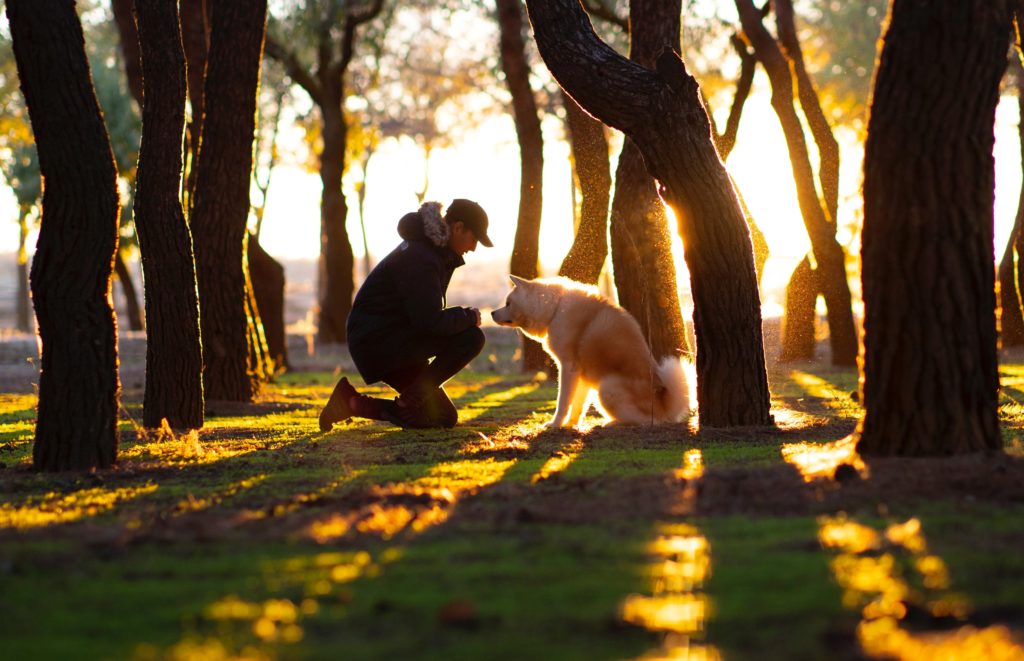 a husky type dog sits and takes a treat from a person wearing a baseball cap. They are in the background of a wooden area with sunlight shining down between the trees