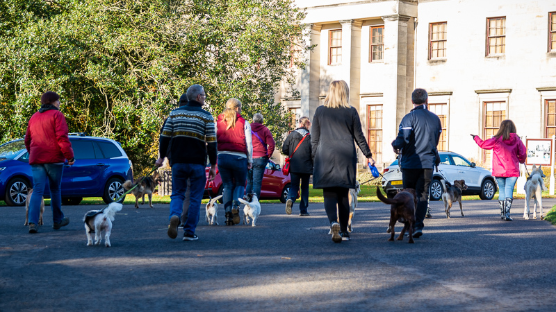 8 people walking their dogs away fom the camera. A large house and three cars are in the background