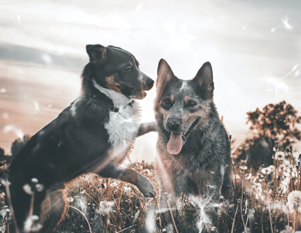 two large german shepherd type dogs. One has his paw on the other and is trying to get him to play, the other is sitting still with his face turned away trying to ignore the first.