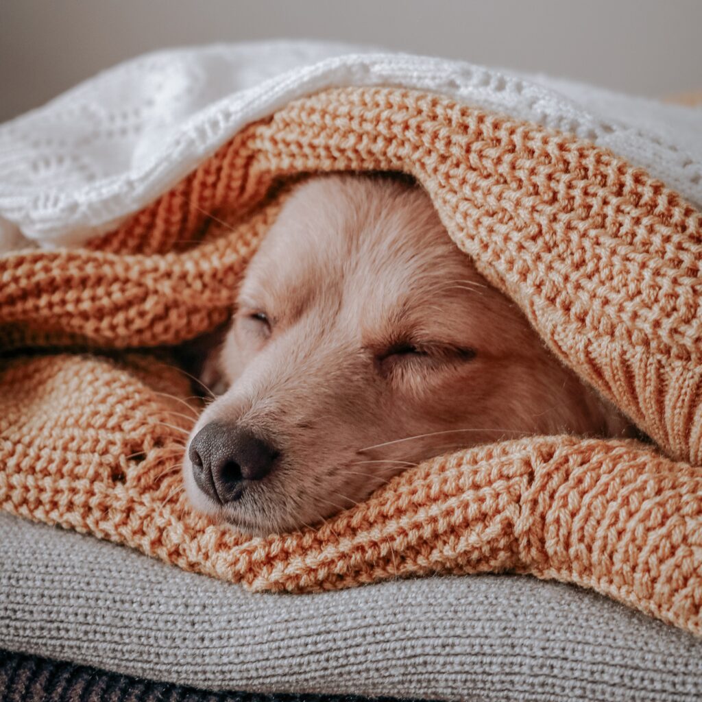 a cosy labrador face is peeking out the middle of a pile of four folded blankets