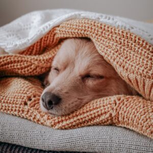 content blonde labrador dog face poking out in between a pile of white and peach blankets.