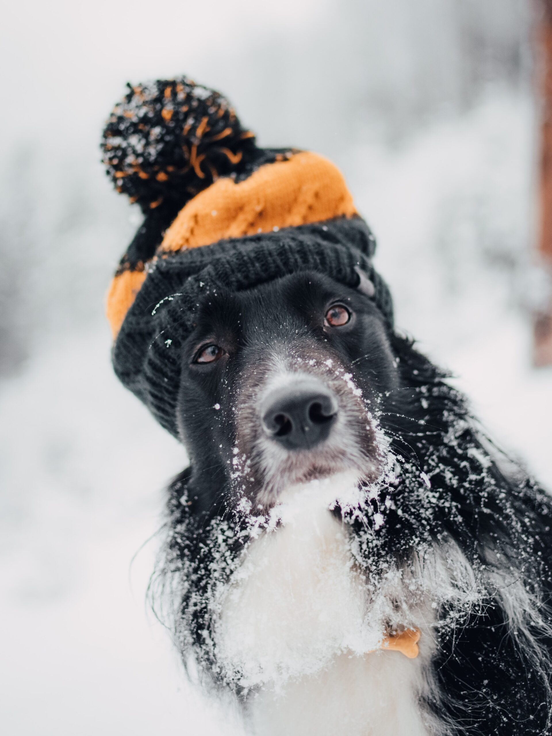 a black and white large dog has snow stuck to his fur and is wearing an orange knitted bobble hat.