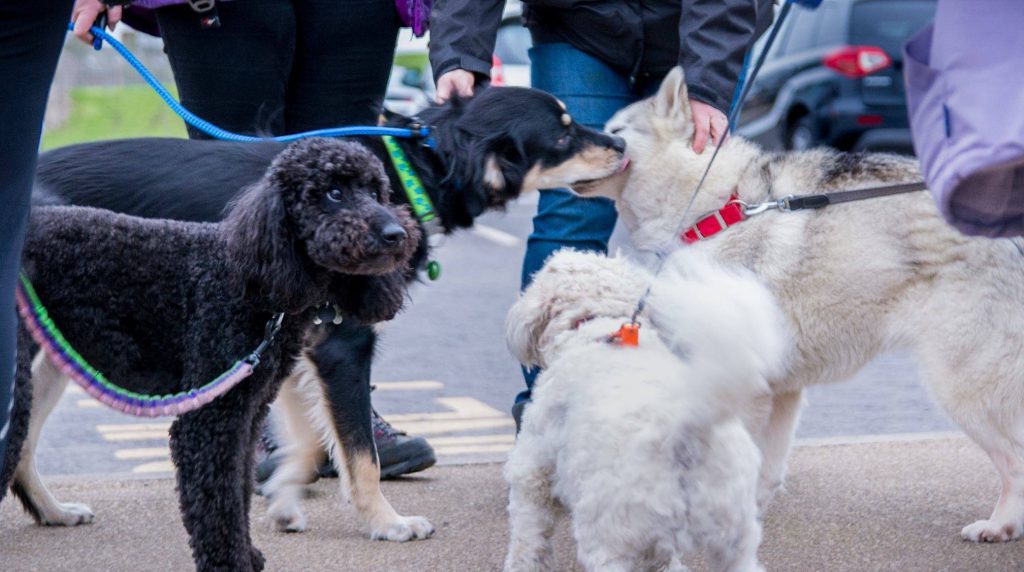 A group of four dogs socialising with other dogs on a pack walk. Sniffing cheek to cheek is a polite greeting. The group is made up of a black poodle, a white shih tzu, a husky and a black collie type dog
