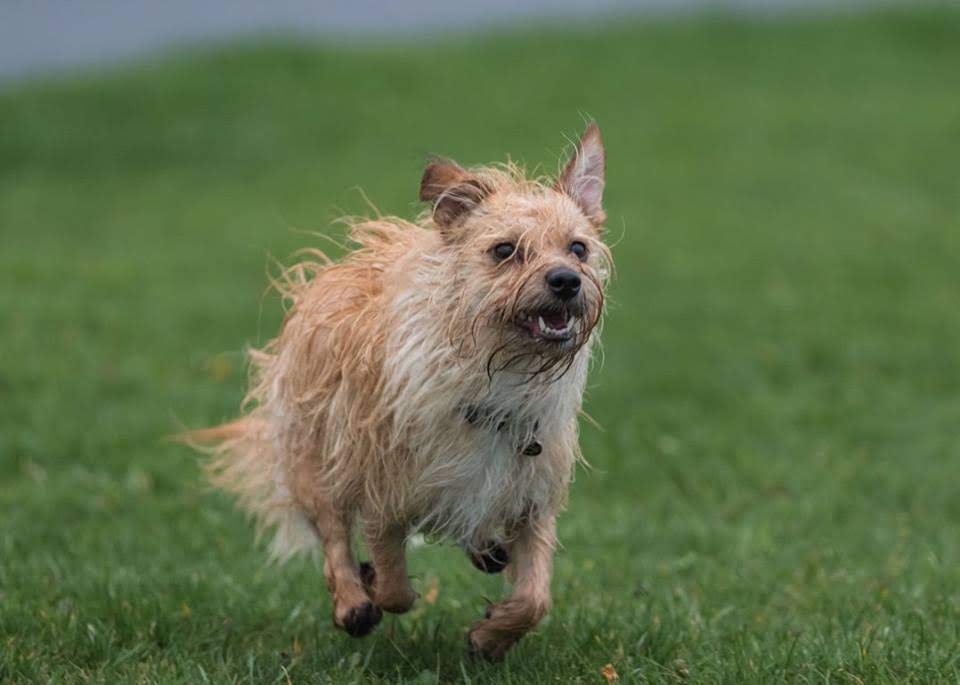 Clicker Training your dog can speed up your training, especially for things like a recall. This dog has a more focused recall as she runs through a field to her trainer which is off camera