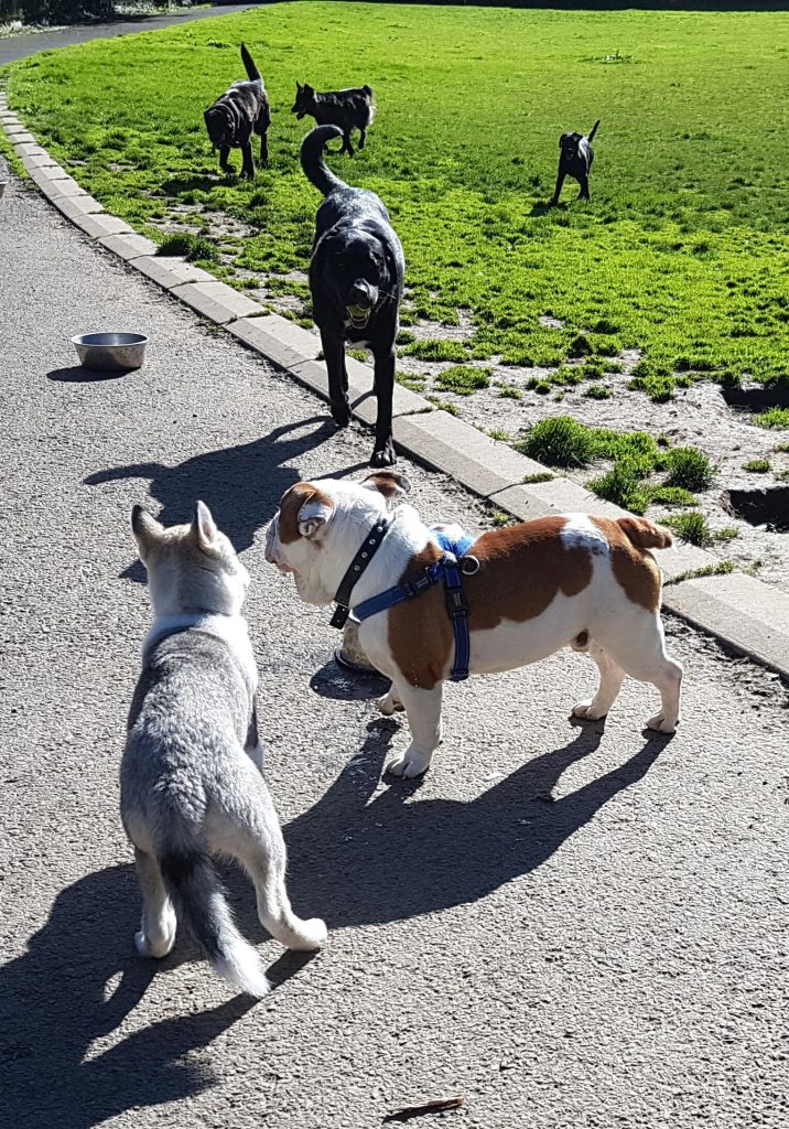 six dogs in a group. a young husky type meets an british bulldog at the front. A black labrador is coming to join them. Three smaller black dogs are in the back ground