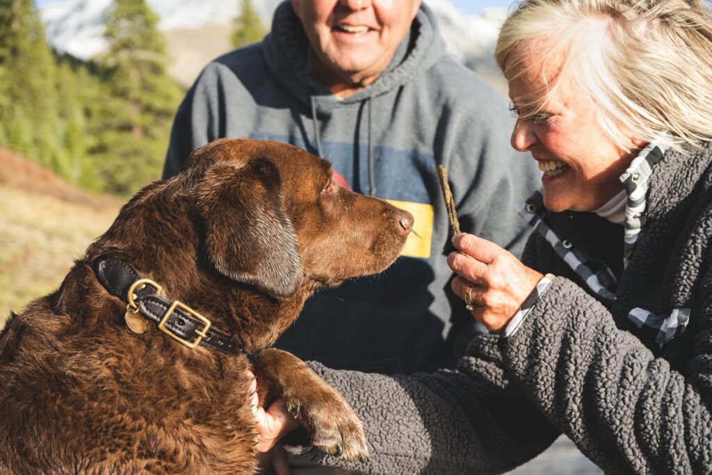 Labrador dog being assessed and in training, receiving a treat from the dog trainer in exchange for a paw