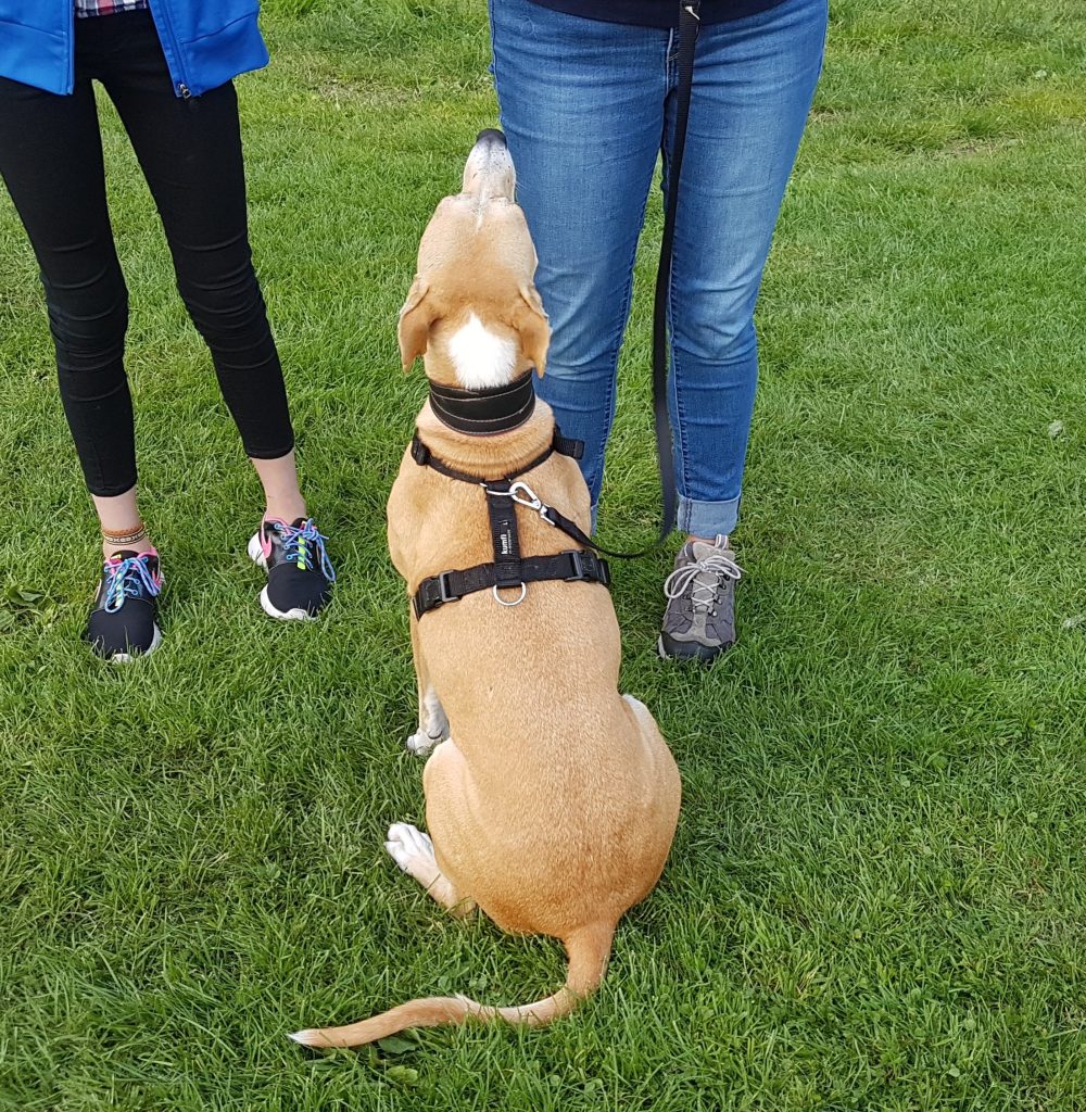 Brown medium dog, sitting beautifully, looking up at his owner for a treat