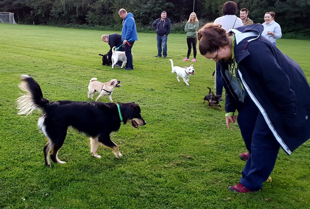 Black dog in behaviour training, practising a recall with his owner while other dogs play in a group in the background