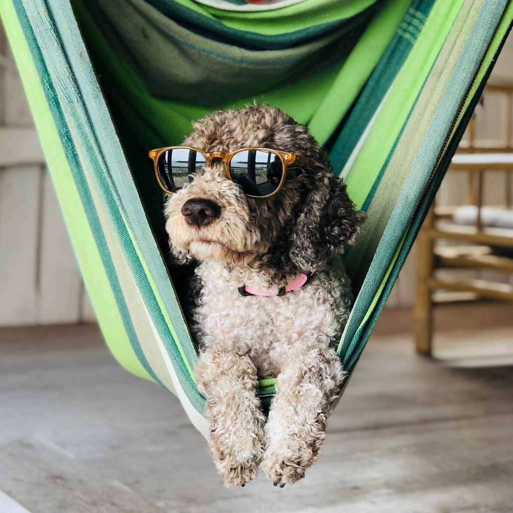 Dog chilling out in a hammock wearing sunglasses. A good example of a calm behaviour that is normal for this dog and will be noted in his assessment.