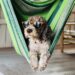 Small black and white poodle type dog wearing sunglasses , laying in a green striped hammock.