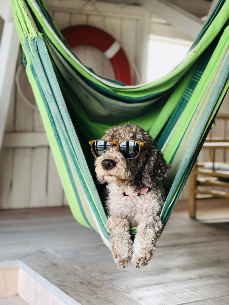 Small black and white poodle type dog wearing sunglasses , laying in a green striped hammock.